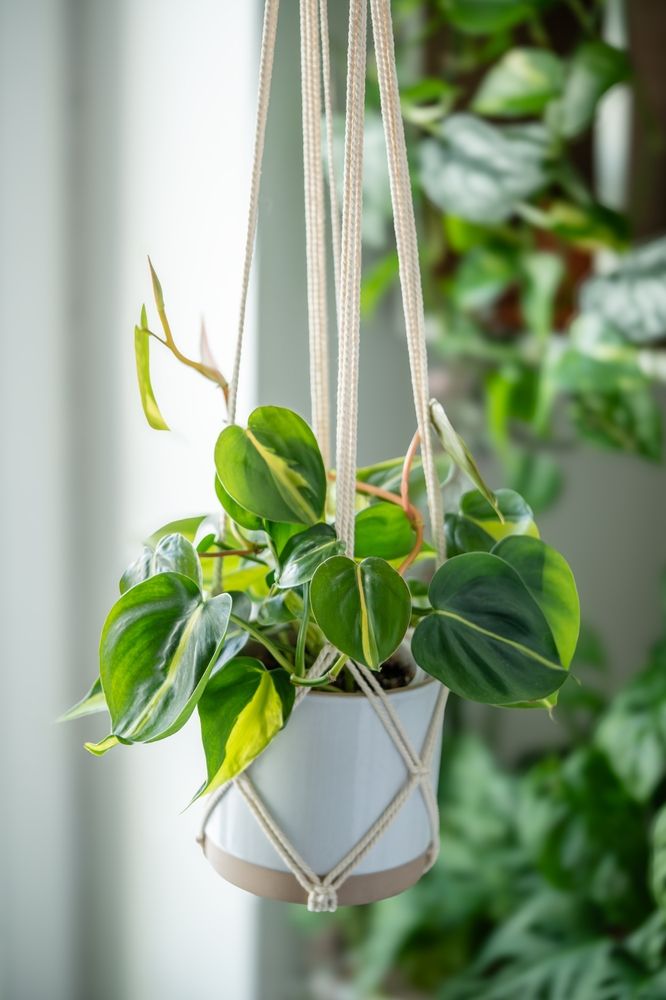 How to care for your indoor plants in heat waves Al Bawaba